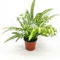 Vibrant fern in terracotta pot against white background, showcasing lush greenery and dynamic leaf patterns.
