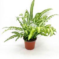 Vibrant fern in terracotta pot against white background, showcasing lush greenery and dynamic leaf patterns.