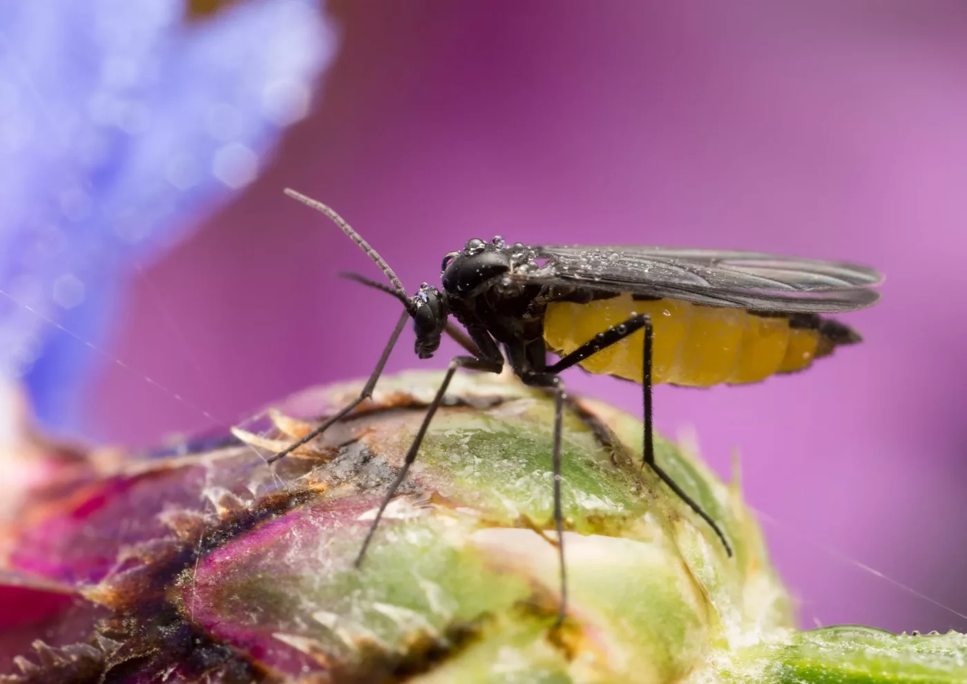 Close-up of a fungus gnat sitting on a plant leaf with purple background.