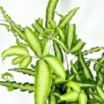 Vibrant green ferns with varied shapes and textures against a white background.