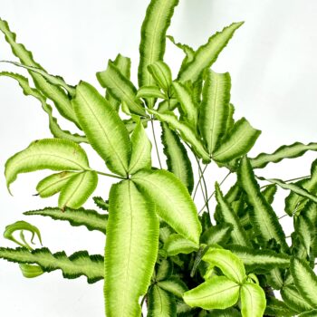 Vibrant green ferns with varied shapes and textures against a white background.
