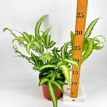 Green plant in orange pot next to ruler on white background.