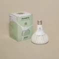 Full Spectrum White Grow Light PIANTA with E27 fitting, warm natural light for houseplants, terrariums, and variegated plants.