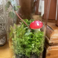 red toadstool mushrooms 24pcs terrariums craft and art