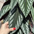 Close up of Cissus Discolor Vine Begonia being held to camera, hand in bottom left of camera.