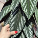Cissus Discolor Cuttings/Wet Stick x10