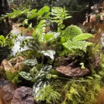 CNOOC Terrarium Workshops (15/11/23 and 23/11/23)