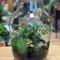 extra large bottle terrarium with tools set (copy)