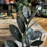zamioculcas zamiifolia emerald palm zz 14cm pot