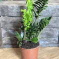 zamioculcas zamiifolia zenzi compact emerald palm zz 14cm pot