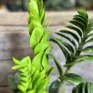 zamioculcas zamiifolia zenzi compact emerald palm zz 14cm pot
