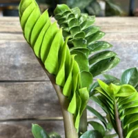 zamioculcas zamiifolia zenzi compact emerald palm zz 14cm pot