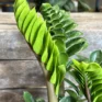 zamioculcas zamiifolia zenzi compact emerald palm zz 14cm pot