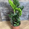zamioculcas zamiifolia zenzi compact emerald palm zz 14cm pot