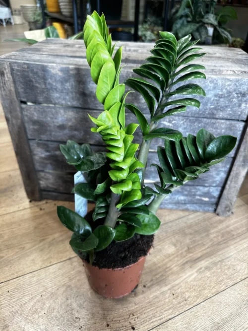 zamioculcas zamiifolia zenzi compact emerald palm zz in a 14cm pot on wooden floor with wooden box in background