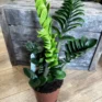 zamioculcas zamiifolia zenzi compact emerald palm zz in a 14cm pot on wooden floor with wooden box in background
