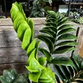 zamioculcas zamiifolia zenzi compact emerald palm zz 14cm pot