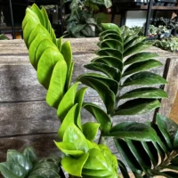 zamioculcas zamiifolia zenzi compact emerald palm zz 14cm pot