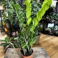 zamioculcas zamiifolia emerald palm zz 14cm pot