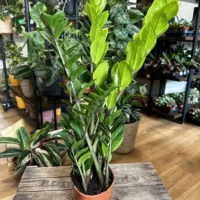 zamioculcas zamiifolia emerald palm zz 14cm pot