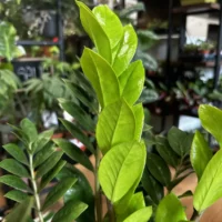 zamioculcas zamiifolia emerald palm zz 14cm pot