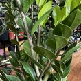 zamioculcas zamiifolia emerald palm zz 14cm pot