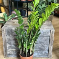 zamioculcas zamiifolia emerald palm zz 14cm pot