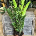 zamioculcas zamiifolia emerald palm zz in 14cm pot. In front of a wooden box