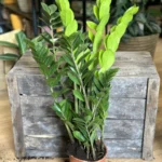 Zamioculcas Zamiifolia Emerald Palm ZZ 14cm pot