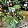 zamioculcas zamiifolia zenzi compact emerald palm zz 14cm pot