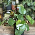 zamioculcas zamiifolia zenzi compact emerald palm zz 14cm pot