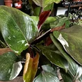 zamioculcas zamiifolia zenzi compact emerald palm zz 14cm pot