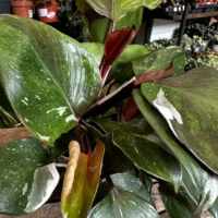 zamioculcas zamiifolia zenzi compact emerald palm zz 14cm pot