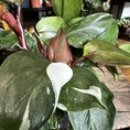 zamioculcas zamiifolia zenzi compact emerald palm zz 14cm pot