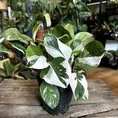 zamioculcas zamiifolia zenzi compact emerald palm zz 14cm pot
