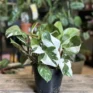 Philodendron White Knight in 15cm pot on wooden box with blurry houseplants in background