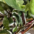 zamioculcas zamiifolia zenzi compact emerald palm zz 14cm pot