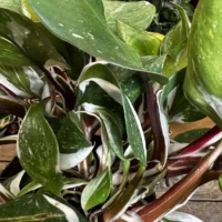 zamioculcas zamiifolia zenzi compact emerald palm zz 14cm pot