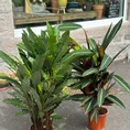 calathea prayer plant 21cm pot 110cm height