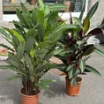 photo taken in front of storefront calathea prayer plant in a 21cm pot plant is 110cm height