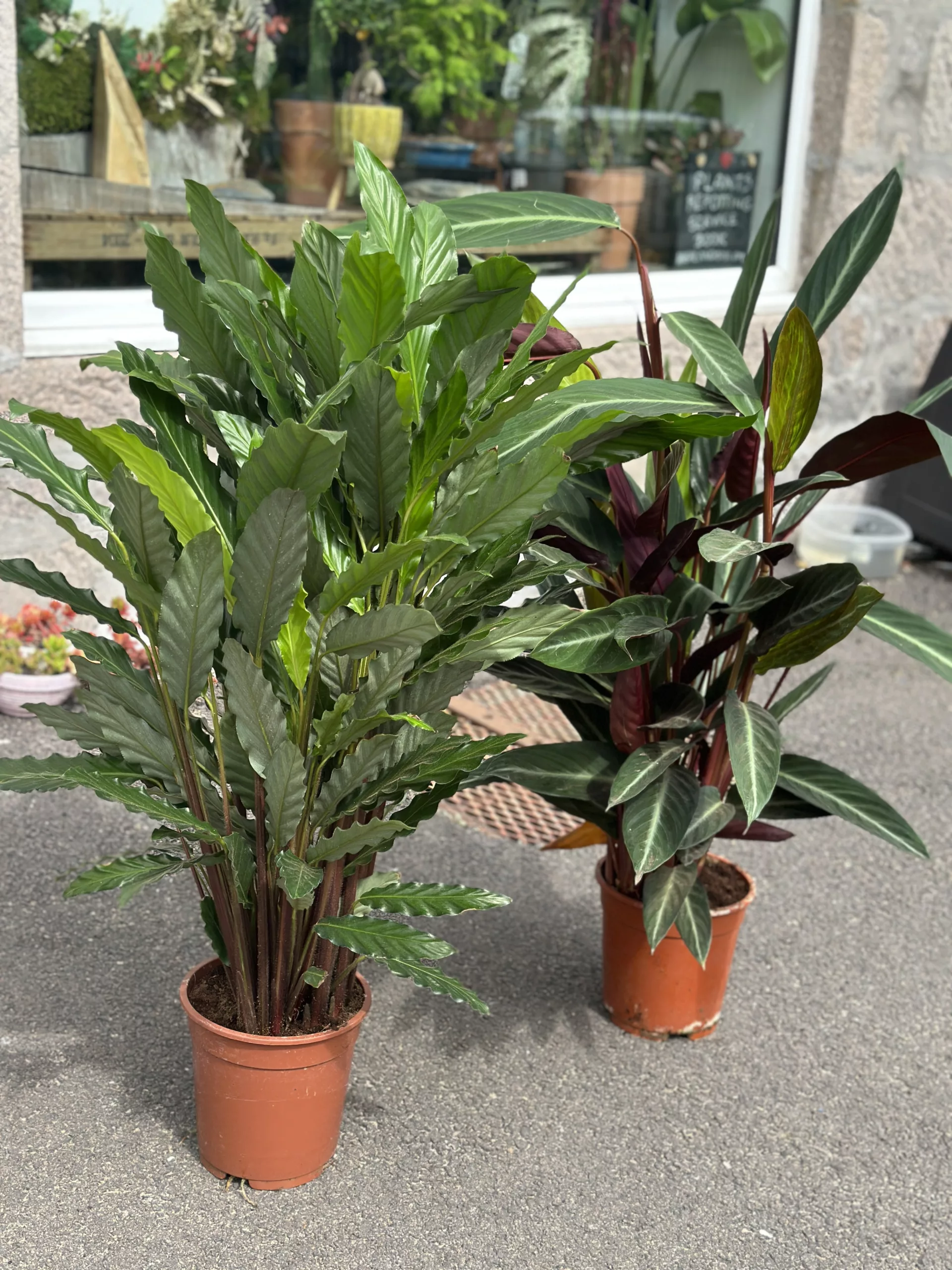 photo taken in front of storefront calathea prayer plant in a 21cm pot plant is 110cm height
