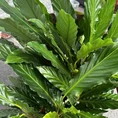 calathea prayer plant 21cm pot 110cm height