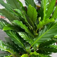 calathea prayer plant 21cm pot 110cm height