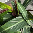 calathea prayer plant 21cm pot 110cm height