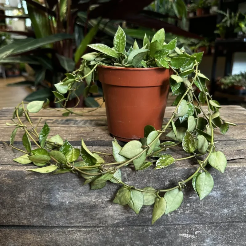 hoya krohniana silver splash 12cm pot hoya krohniana silver splash 12cm pot