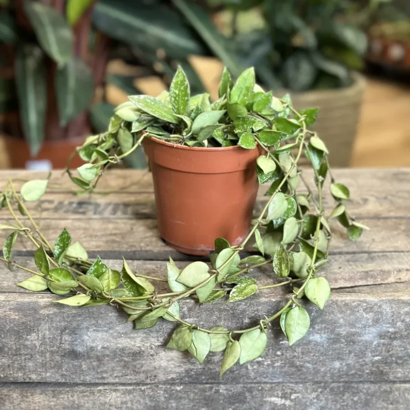 hoya krohniana silver splash 12cm pot hoya krohniana silver splash 12cm pot
