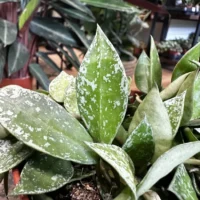 hoya krohniana silver splash 12cm pot