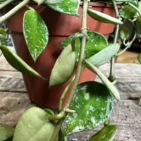 hoya krohniana silver splash 12cm pot