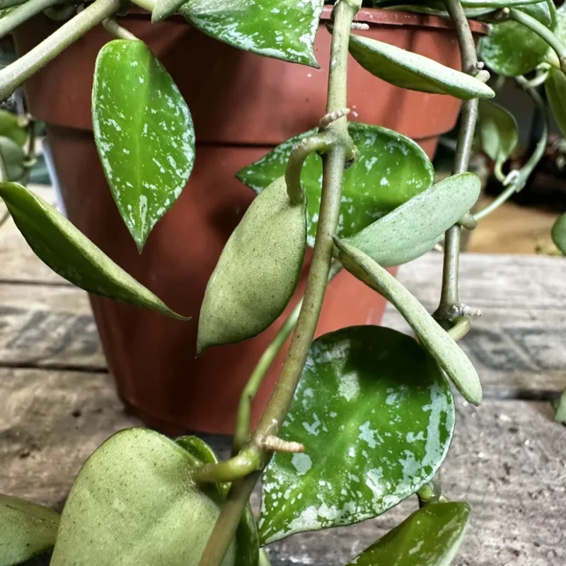 hoya krohniana silver splash 12cm pot hoya krohniana silver splash 12cm pot