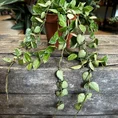 hoya krohniana silver splash 12cm pot